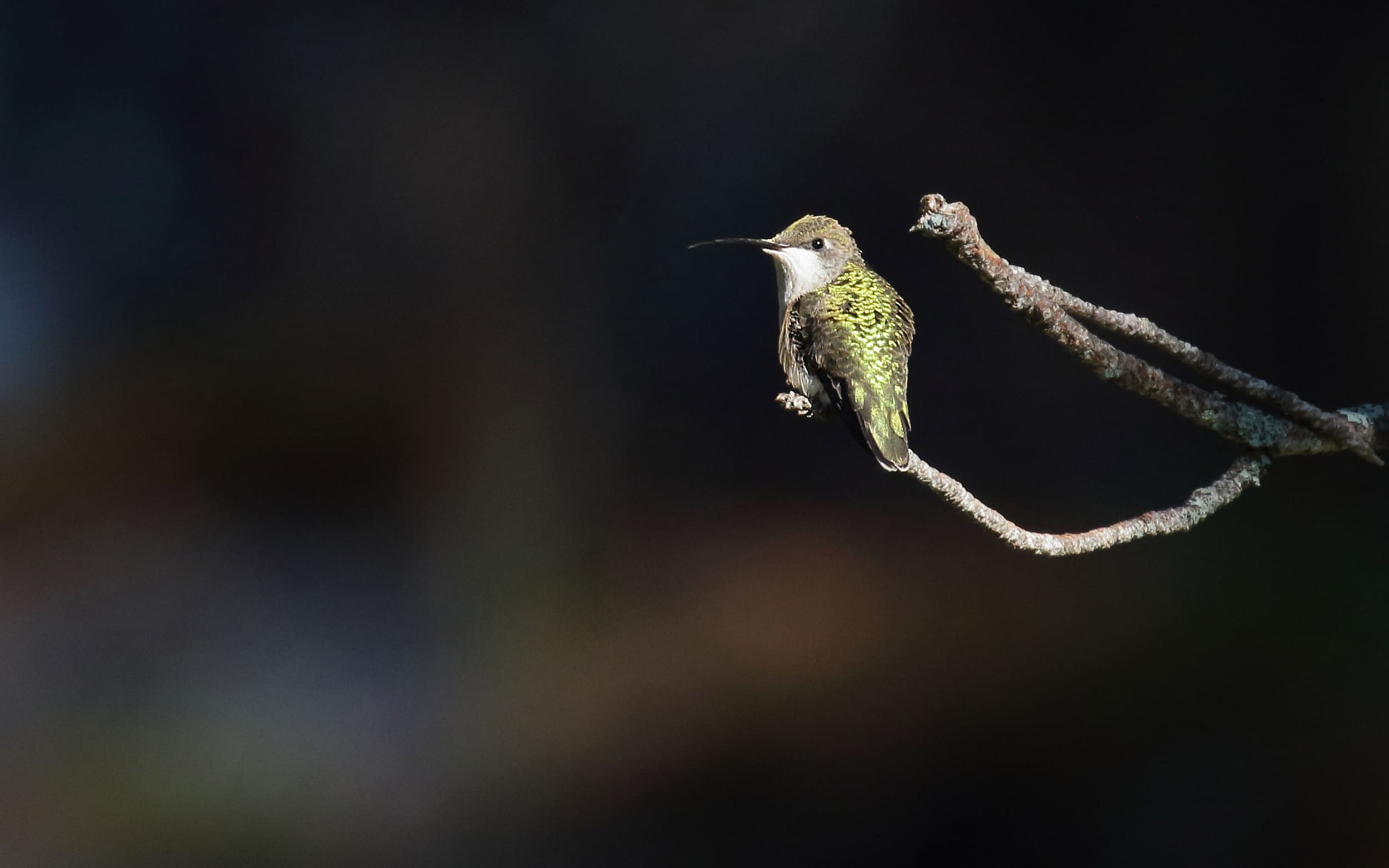 4000x2500_bird_on_branch-2500x1563