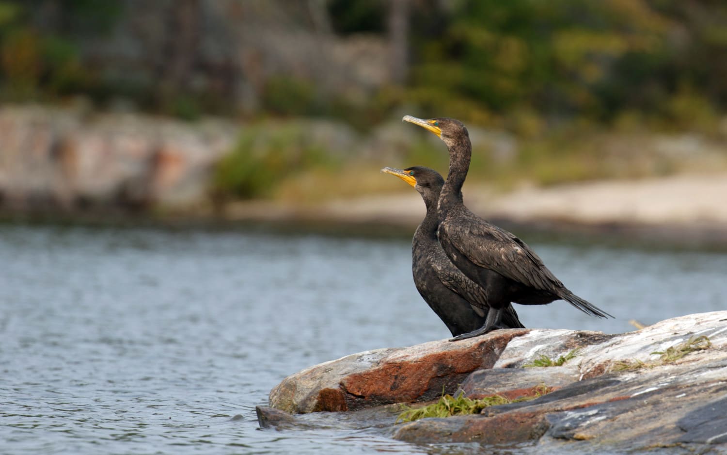 4000x2500_birds_waters_edge-1500x938