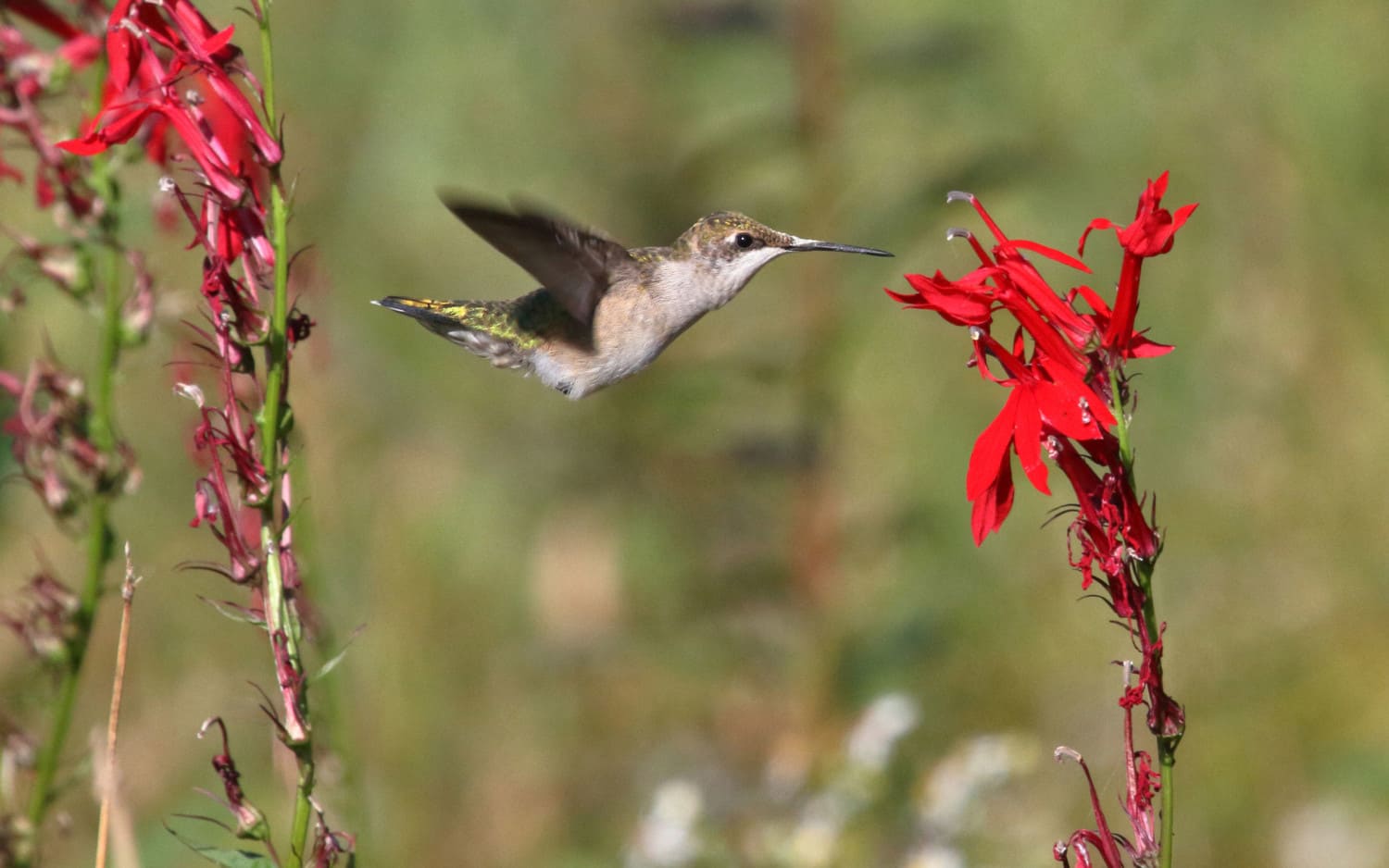 4000x2500_hummingbird-1500x938