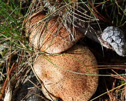 2000x1400mushrooms--1230x861