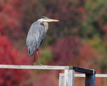 870x696_great_blue_heron